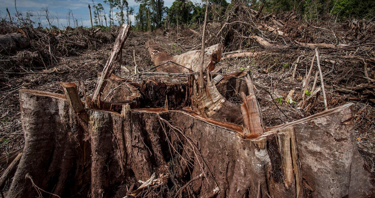 Evidence of palm oil deforestation