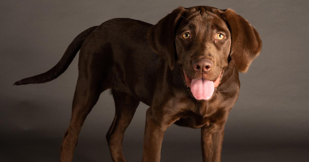 Puppy Bowl Lineup