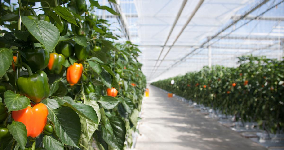 Peppers on hydroponic farm