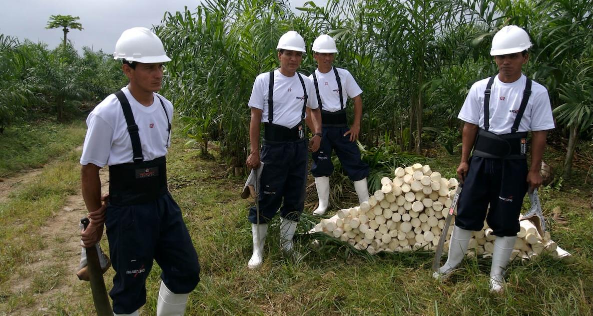 workers in hearts of palm field