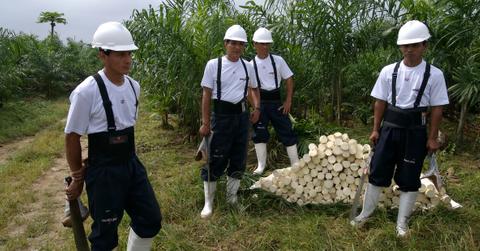 workers in hearts of palm field