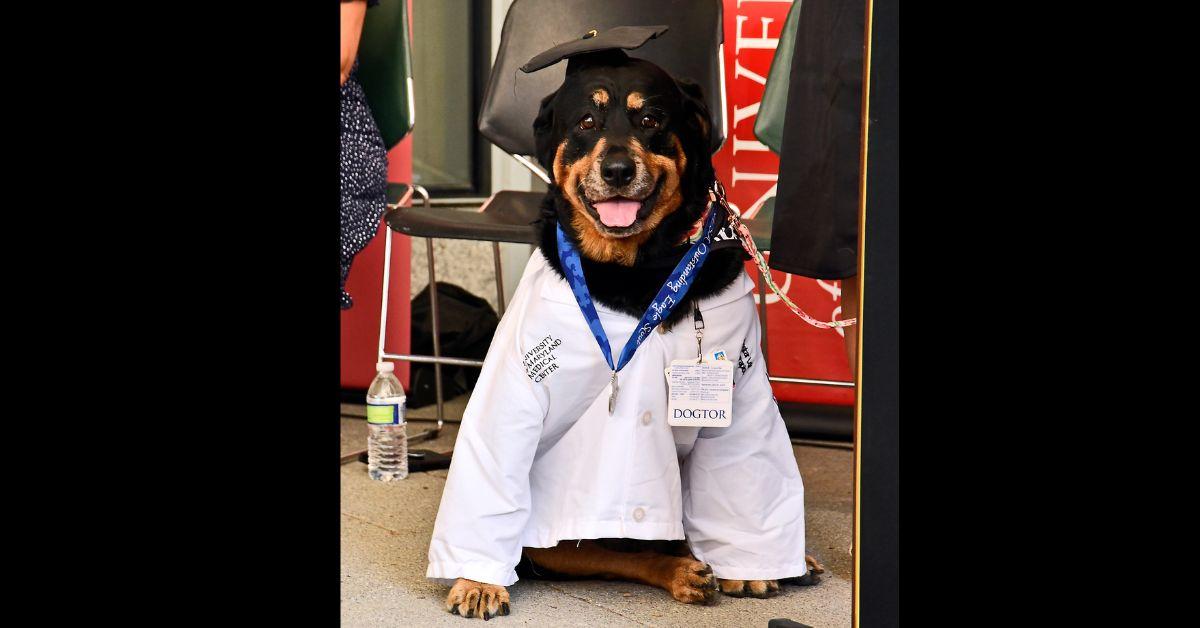 Dogtor Loki in a lab coat and graduation cap