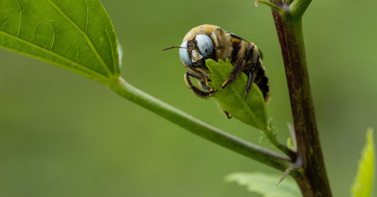 Natural carpenter bee repellent