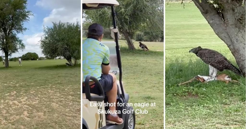 Eagle Kills Impala on the Golf Course The Astonishing Video