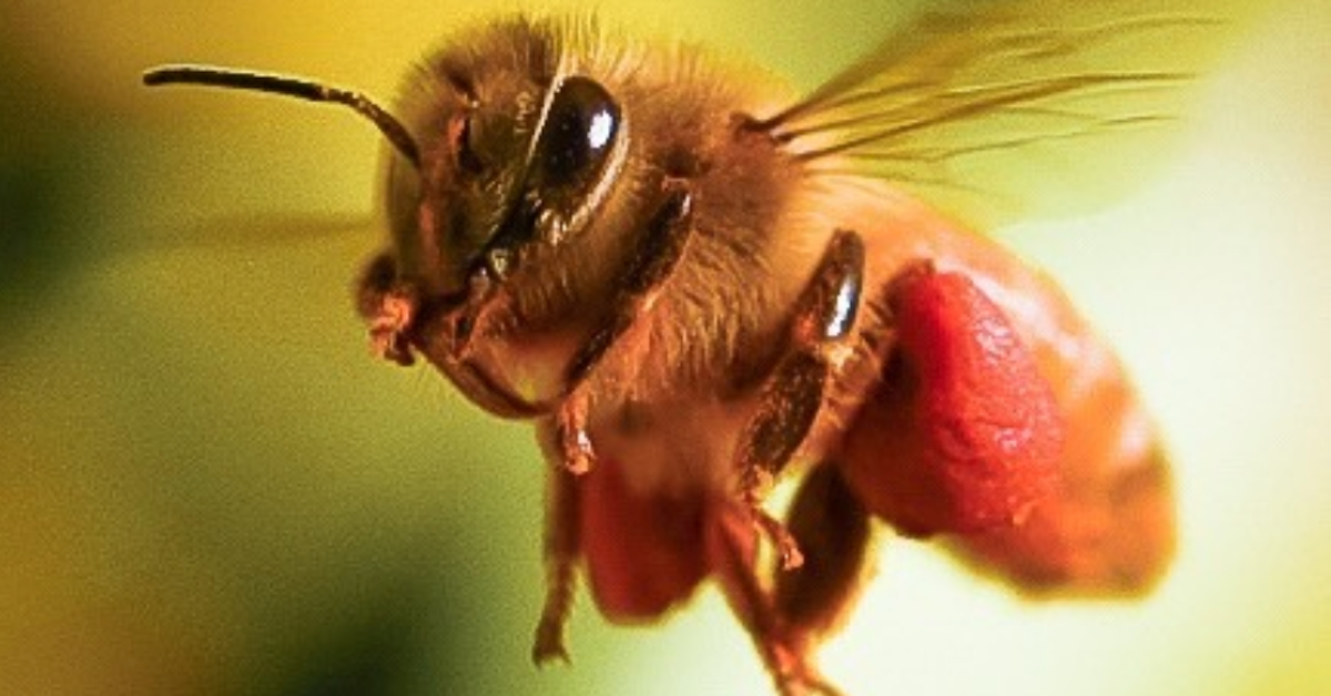 What Happens to Bees in the Winter? Here's Why You Don't See Them Much