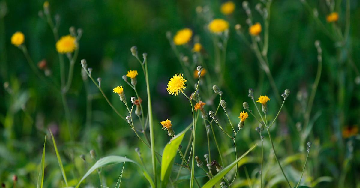 Dandelion Recipes