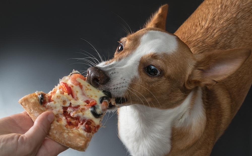 A small dog being fed a slice of pizza.