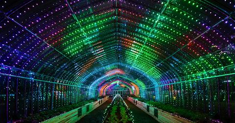 party digital vegetables greenhouse tokyo designboom