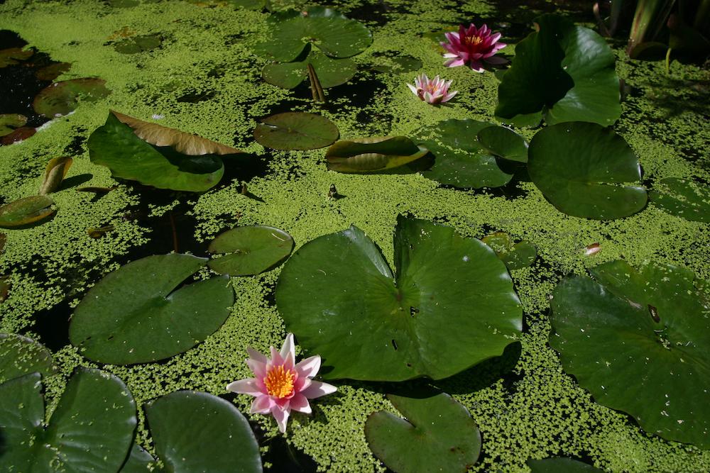  Aquatic Arts Duckweed Live Plant for Aquarium (250+ Pods), Floating Aquarium Plants Live / Floating Pond Plants Live, Aquatic Plants  for Aquaponic Fish Tank