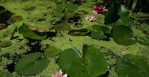 Duckweed, water lilies, and lily pads on the surface of some water.