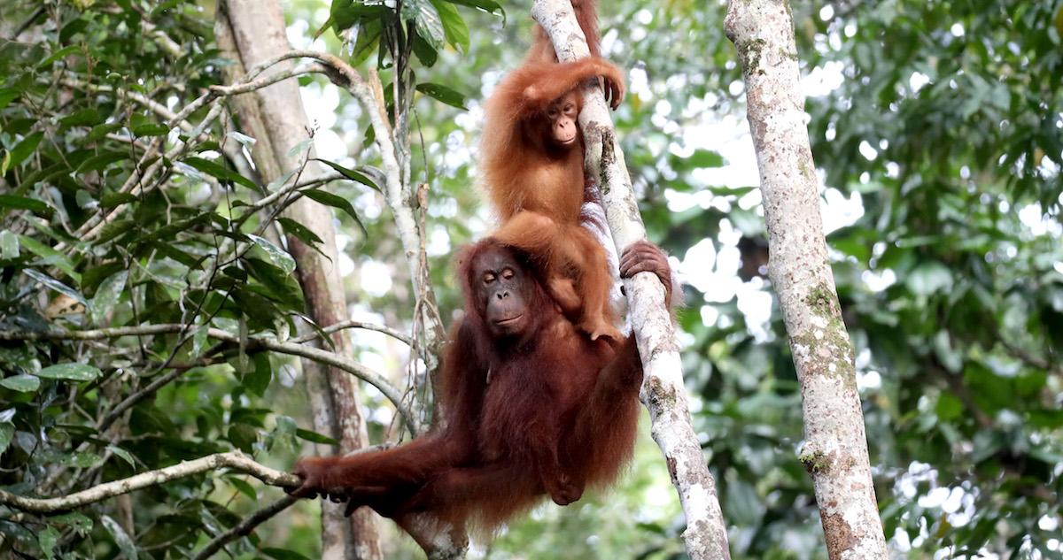 Endangered orangutans