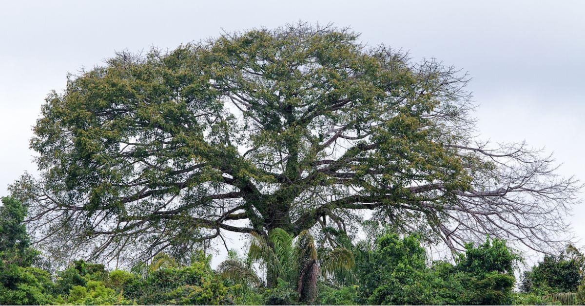 Brazil Nut Tree