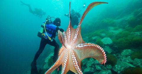 A giant octopus reaches out to a diver using one of its arms underwater. (Representative Cover Image Source: Getty Images | Alexander Semenov)