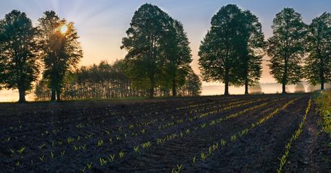tree planting carbon offset