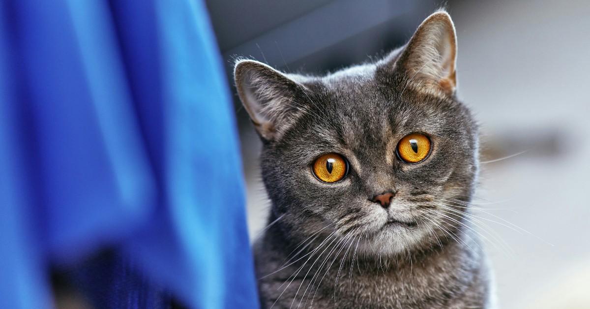 A golden eyed cat peeks out from behind a blue cloth