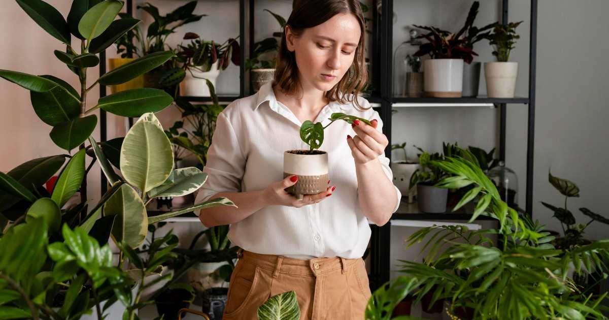Woman checks the leaves of a houseplant in a pot. (Representative Cover Image Source: FreePik | freepik)