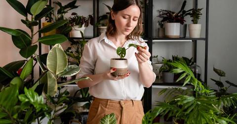 Woman checks the leaves of a houseplant in a pot. (Representative Cover Image Source: FreePik | freepik)