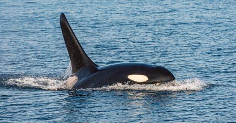 Killer whale swimming in ocean