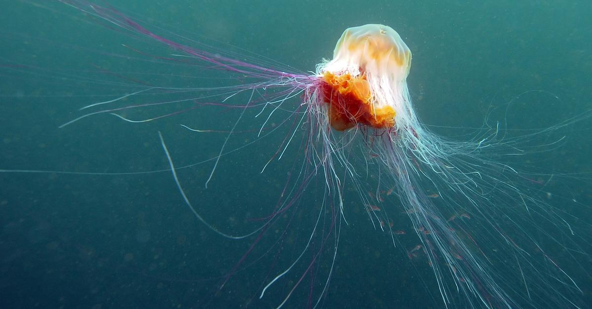 Large jellyfish