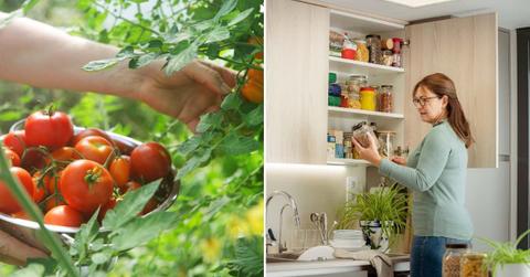 (L) A gardener picking tomatoes from plants; (R) A woman in her kitchen pantry. (Representative Cover Image Source: Getty Images | (L)Peter Cade; (R) fca foto digital)