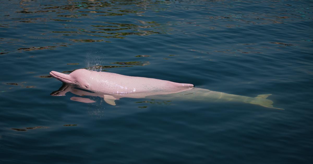 Pink Dolphins Spotted in Hong Kong Due to Coronavirus Ferry Closures