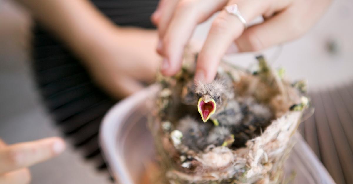 Baby Birds Being Fed