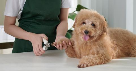 Guide to Clipping Your Dog's Nails