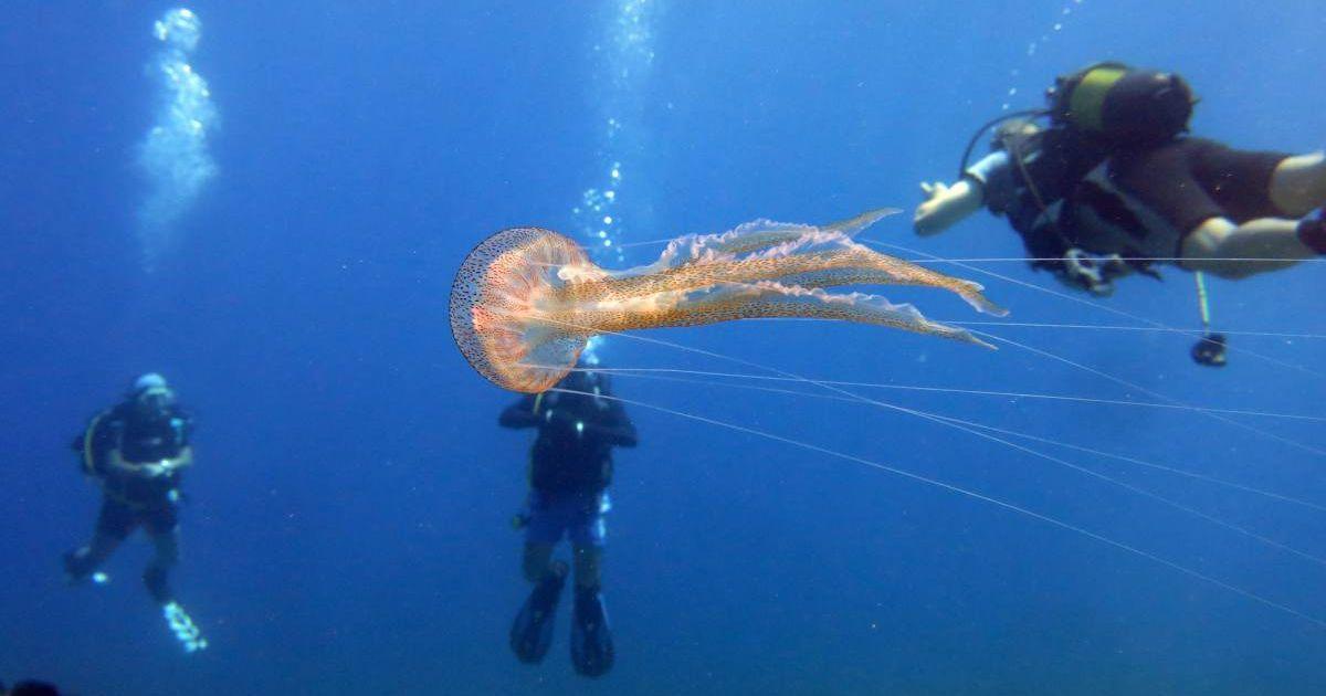 Scuba divers near a jellyfish. (Representative Cover Image Source: Getty Images | Yusufkayaoglu)