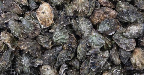 Oyster Restoration