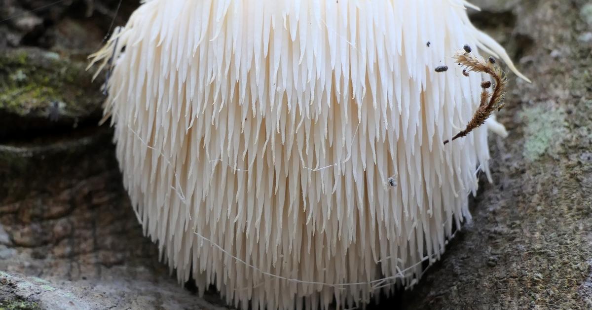 Lion’s Mane mushroom, or Bearded Hedgehog Mushroom, growing on a tree