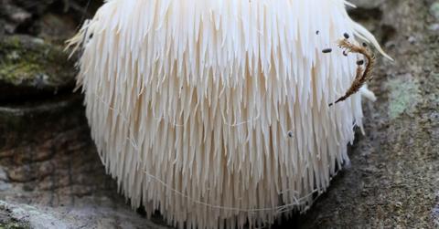 Lion’s Mane mushroom, or Bearded Hedgehog Mushroom, growing on a tree