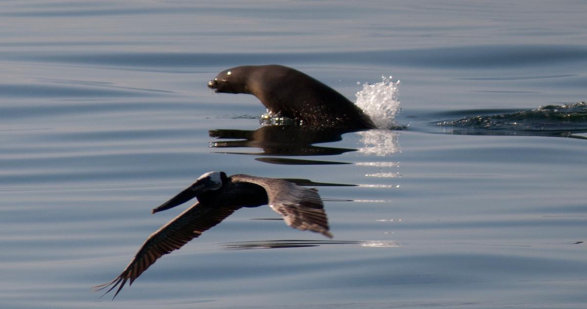 Sea animals fleeing from oil spill