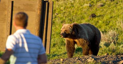 Grizzly bear standing in a meadow (Representative Cover Image Source: Getty Images | Jake D Davis)