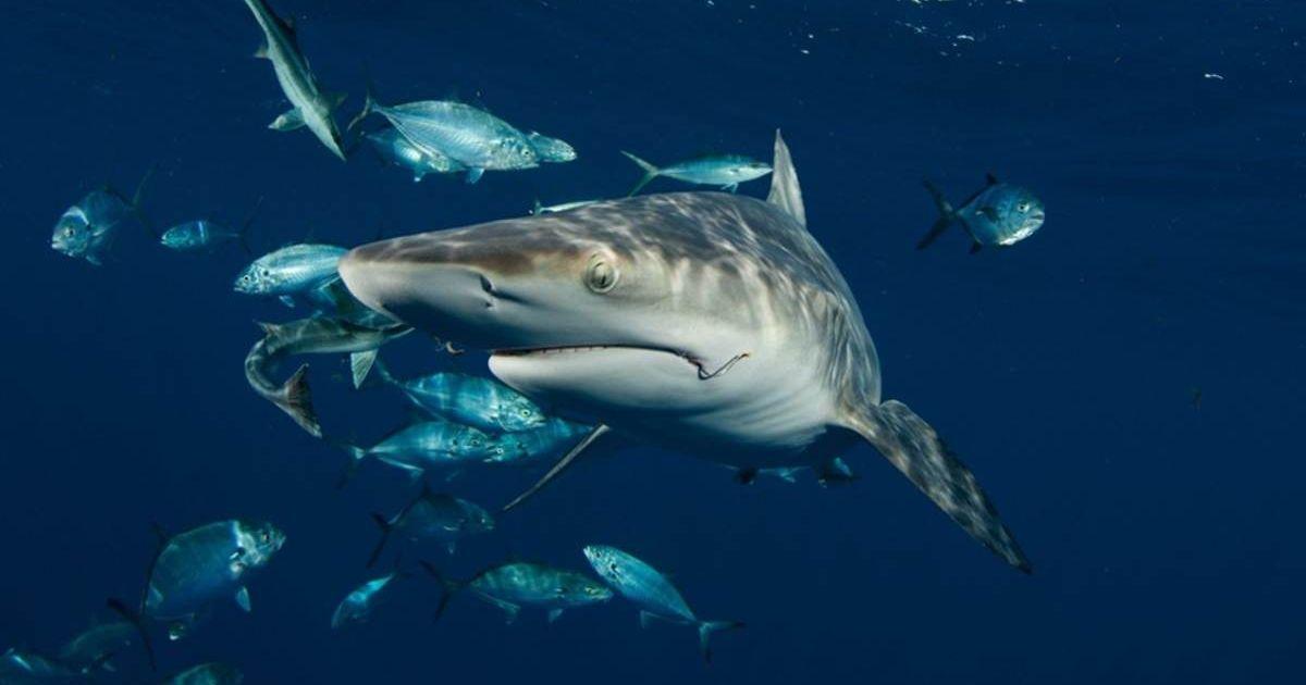 A blacktip shark swims among fish with a hook still in its mouth (Cover Image Source: Florida Atlantic University)