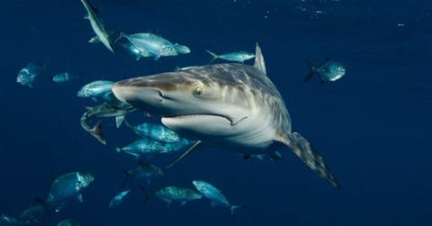 A blacktip shark swims among fish with a hook still in its mouth (Cover Image Source: Florida Atlantic University)