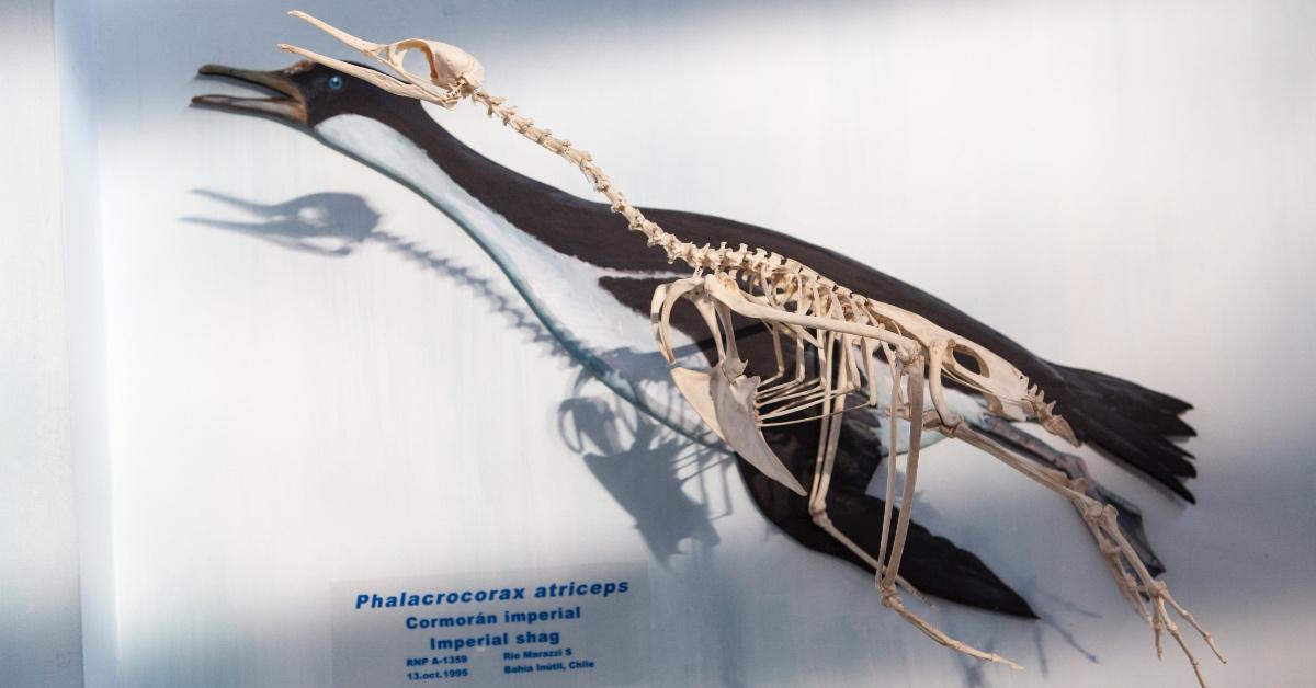 Skeleton of a King penguin in Acatushún Museum in Tierra del Fuego in Argentina.