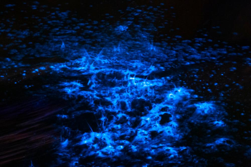 Bioluminescent Waves Light up Southern California's Coastline