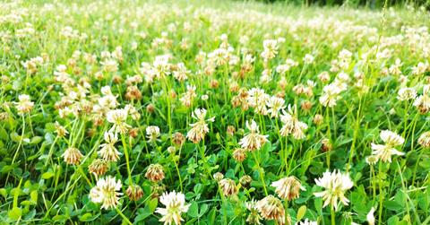 field of white clover in grass