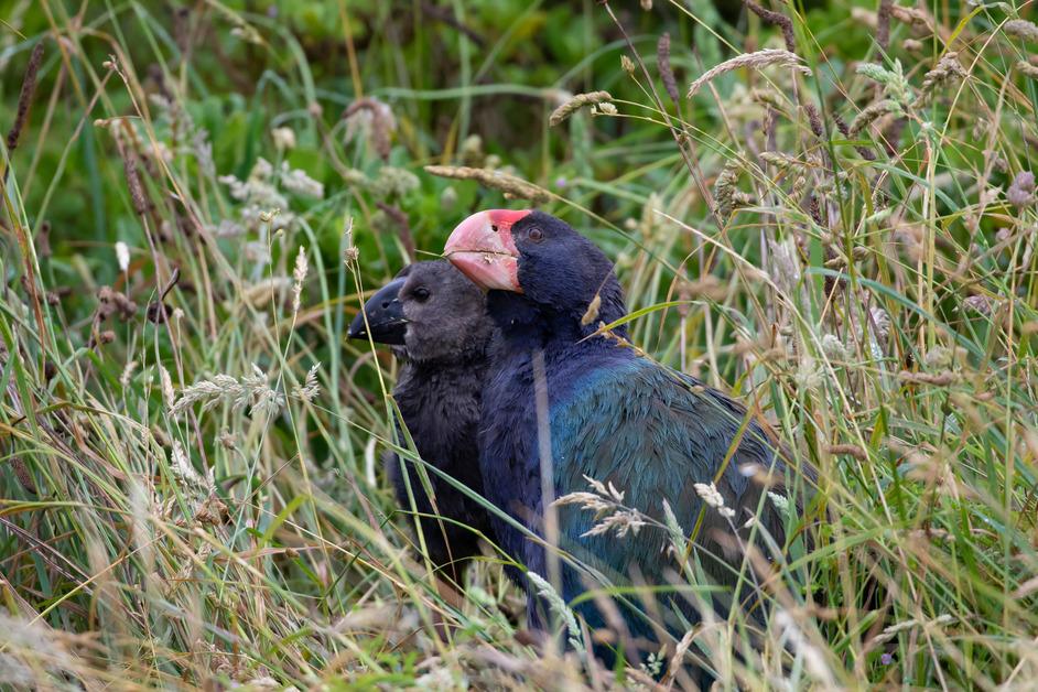 A fully grown takahē bird sits in the tussock grass with their chick. 