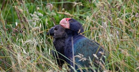A fully grown takahē bird sits in the tussock grass with their chick.