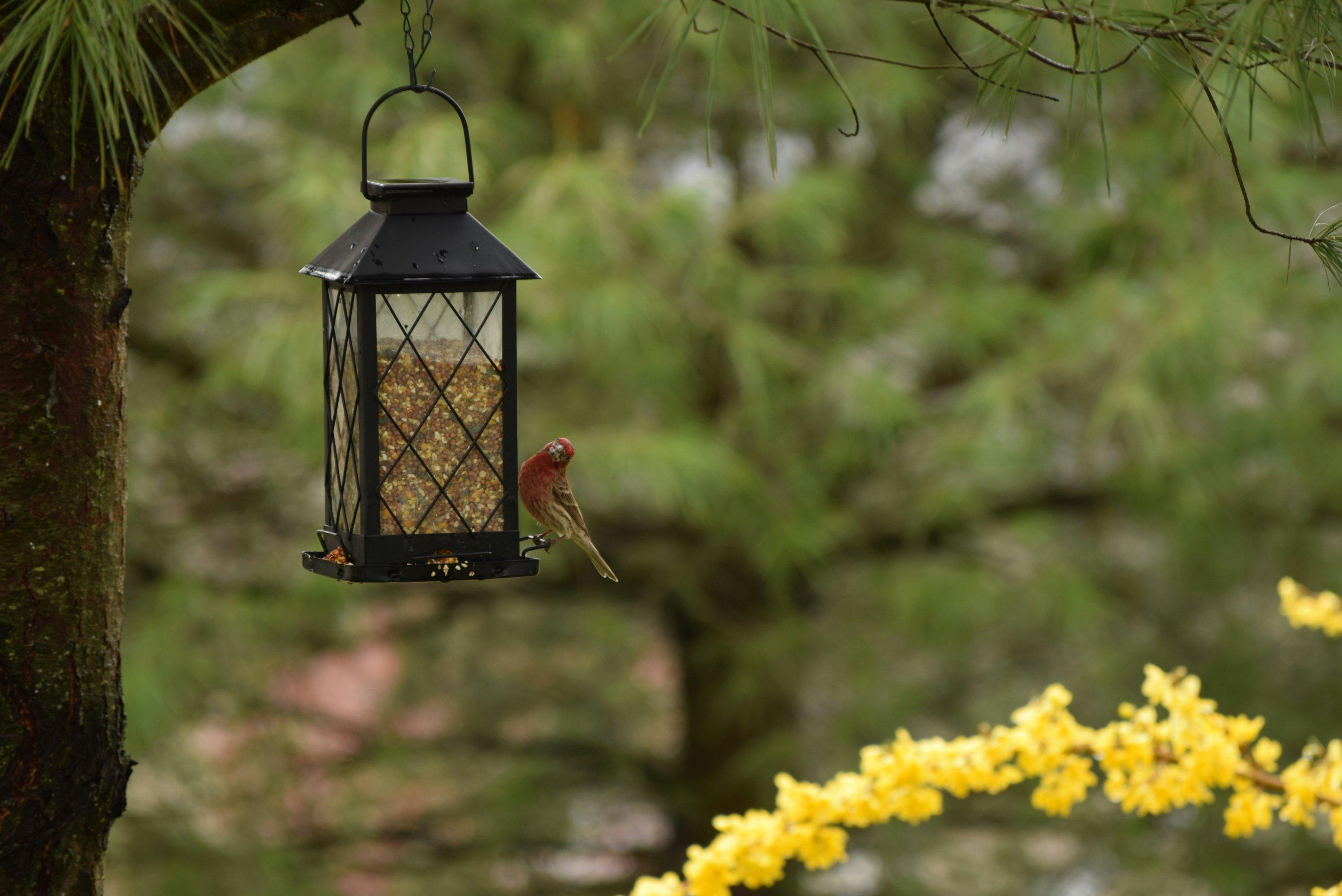 A bird perches beside a black steel bird feeder full of food hanging from a tree.