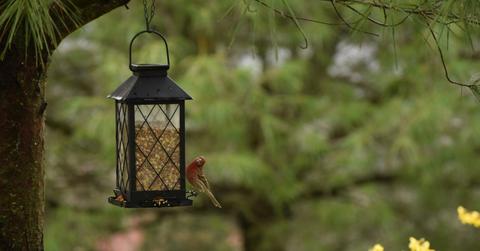 A bird perches beside a black steel bird feeder full of food hanging from a tree.