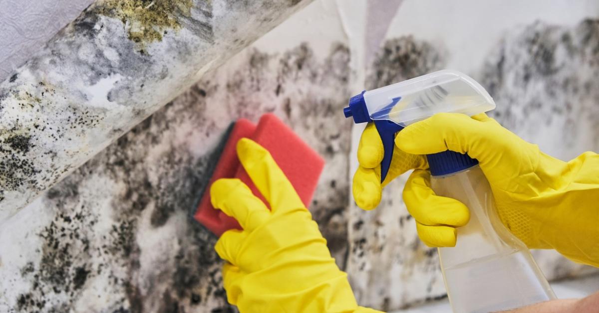 Person wearing yellow rubber gloves to clean up mold from their home.