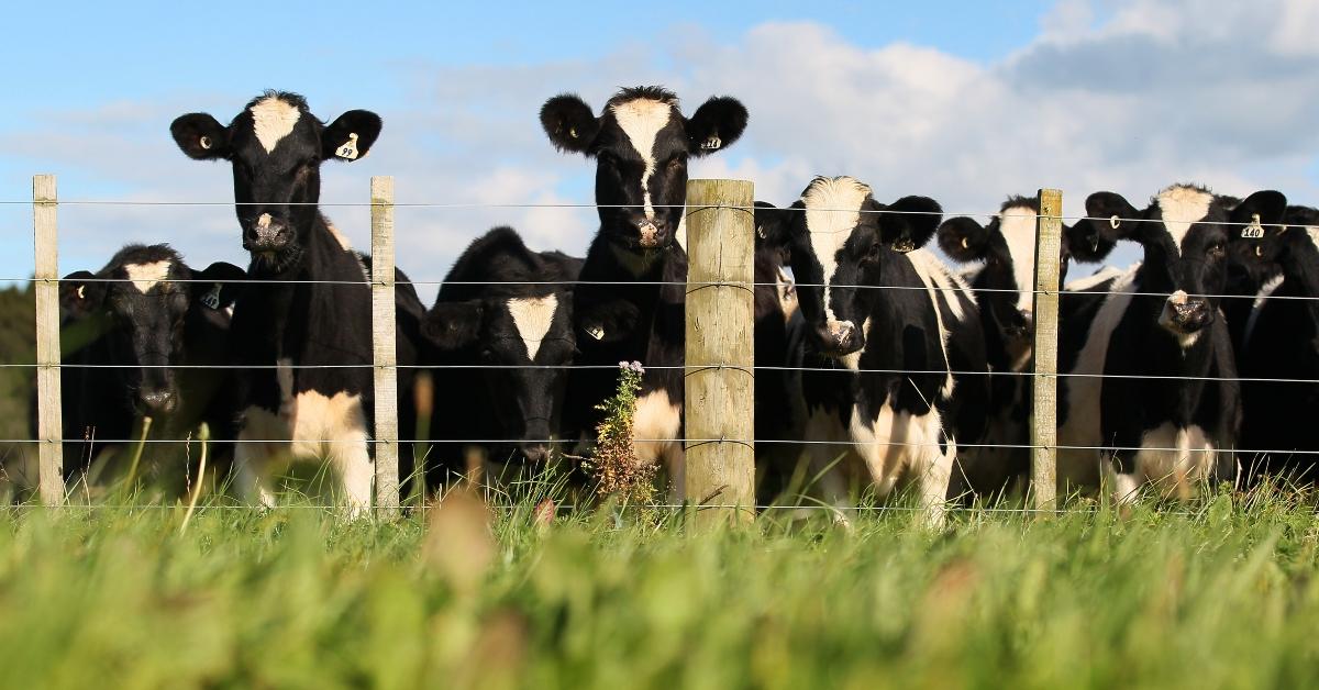 Dairy cows in a field.