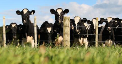 Dairy cows in a field.