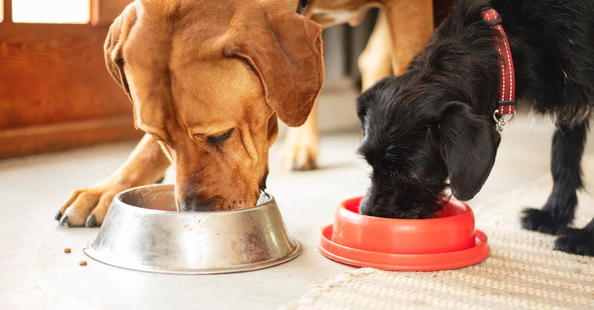 Dog food outlet killing dogs