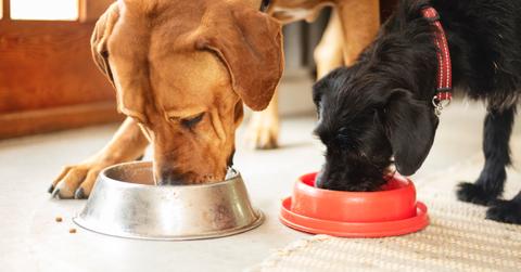 Two dogs eating food from dog bowls.