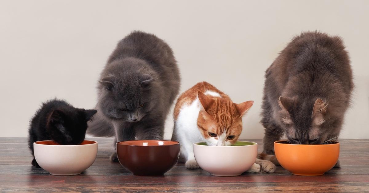 Four cats eating food out of bowls on the floor. 