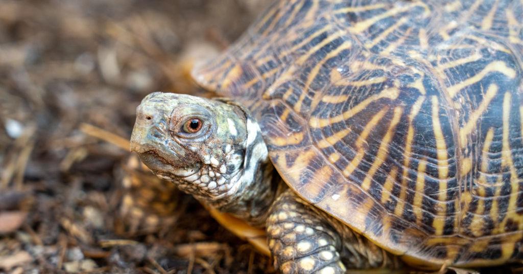 A Turtle Without Their Shell Is Likely Dead — or a Softshell Turtle