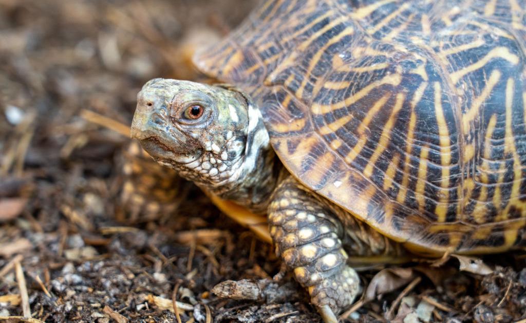 A tortoise: it does not live inside a shell, it is a shell